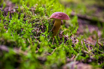 mushroom in the forest