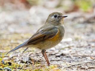 地面に降りて周りを見渡しているルリビタキ