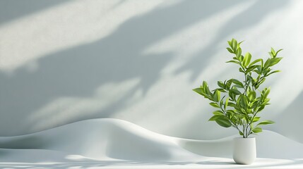 Minimalist Green Plant in White Pot Against White Wall