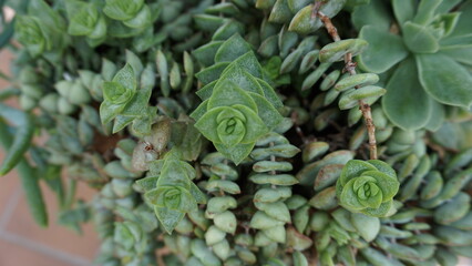 succulent leaves 
