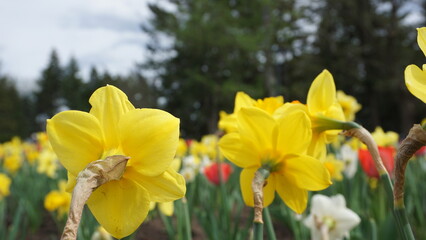 daffodils in spring