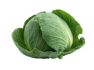 Fototapeta premium Fresh Green Cabbage on White Background: A Vibrant Display of Healthy Leafy Vegetable