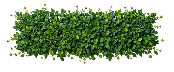 Green leaves forming a strip on white background