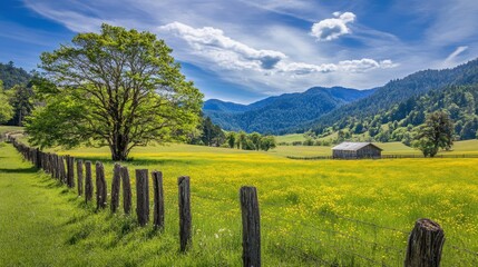 Obraz premium Rustic Barn Amidst Springtime Yellow Field And Mountains