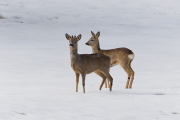 Couple of Capreolus capreolus european roe deer on the field in winter.