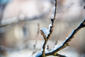 Snow on the tree branches..