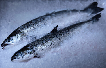 Two fresh salmon on crushed ice with a clean, cold aesthetic. The balanced lighting and soft focus highlight the shiny scales and freshness, ideal for seafood, market, or culinary visuals.