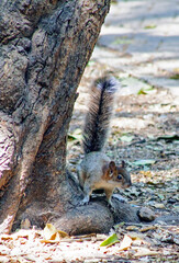 Red and Grey Mexican Squirrel  ( chipmunk ) on a tree in Chapultepec Park Mexico City. Wildlife in the park