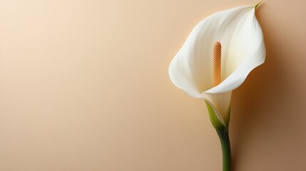 Beautiful White Flower Blooming Elegantly Against a Warm Brown Background Creating a Stunning Contrast That Evokes Feelings of Peacefulness and Natural Beauty in a Serene Environment