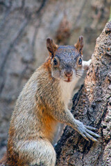 Red and Grey Mexican Squirrel  ( chipmunk ) on a tree in Chapultepec Park Mexico City. Wildlife in the park