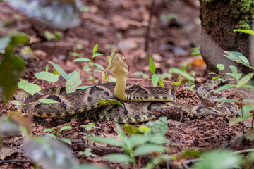 Brazilian Wildlife is very beautiful have many species with colorful variables. Are apes, lizards, mammals, felins, caimans, cats, bats, crabs, spiders, snakes and many others.