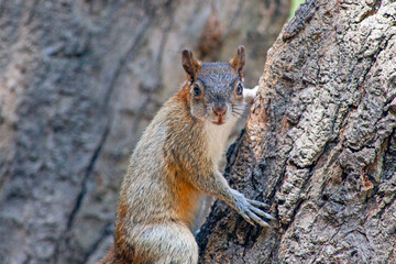Fototapeta premium Red and Grey Mexican Squirrel ( chipmunk ) on a tree in Chapultepec Park Mexico City. Wildlife in the park