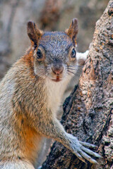 Red and Grey Mexican Squirrel  ( chipmunk ) on a tree in Chapultepec Park Mexico City. Wildlife in the park