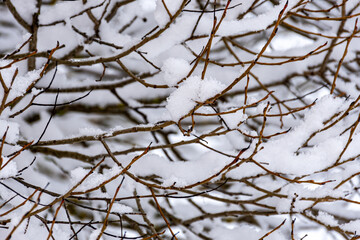 snow texture on natural tree branches, mottled texture