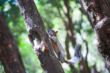 Red and Grey Mexican Squirrel  ( chipmunk ) on a tree in Chapultepec Park Mexico City. Wildlife in the park