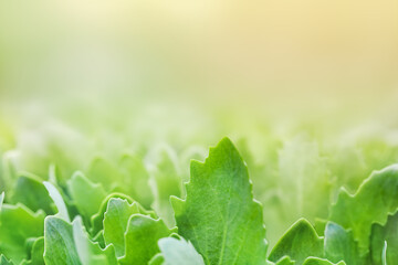 Green leaves. copy space