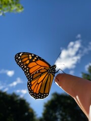 Monarch Butterfly