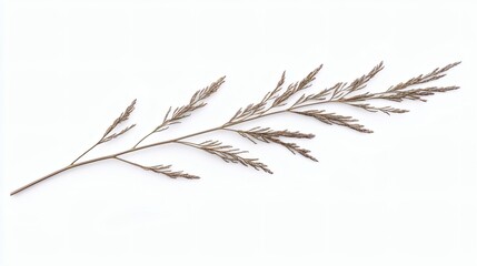 Obraz premium Dried Grass Branch on White Background: Minimalist Botanical Photography