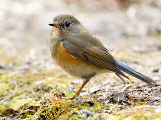 地面に降りて周りを見渡しているルリビタキ