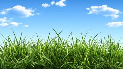 Fototapeta premium Lush green grass against a bright blue sky with white clouds.