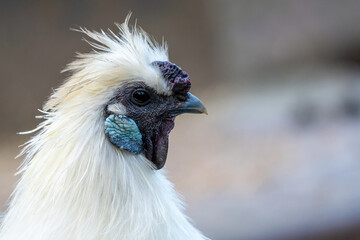 Silkie chicken