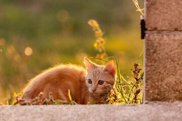 Orange Tabby Cat in a Garden at Dusk