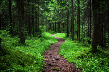 Fototapeta premium A serene forest path surrounded by lush greenery and dappled sunlight.