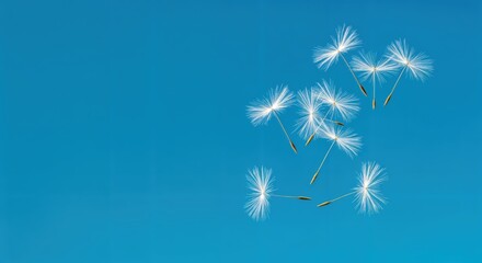Obraz premium Floating dandelion seeds on clear blue sky background