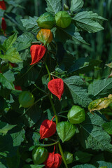 Orange physalis on a background of green leaves.