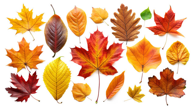 autumn leaves isolated on white