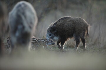 Dzik euroazjatycki, dzik, (Sus scrofa) © Bartosz Rakoczy