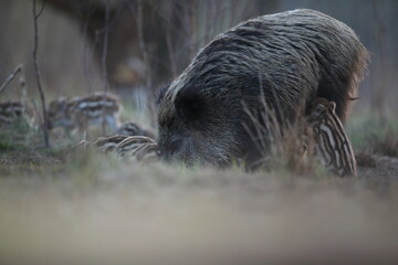 Dzik euroazjatycki, dzik, (Sus scrofa) © Bartosz Rakoczy