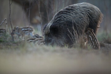 Dzik euroazjatycki, dzik, (Sus scrofa) © Bartosz Rakoczy