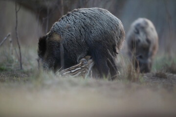 Dzik euroazjatycki, dzik, (Sus scrofa) © Bartosz Rakoczy
