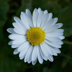 Fototapeta premium Daisy flower seen from above with grass below seen by macro-photography