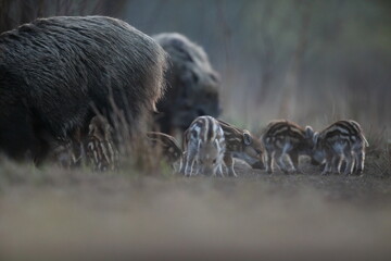 Dzik euroazjatycki, dzik, (Sus scrofa) © Bartosz Rakoczy