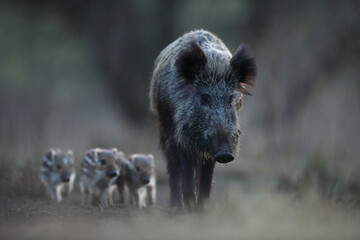 Dzik euroazjatycki, dzik, (Sus scrofa) © Bartosz Rakoczy
