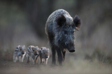 Dzik euroazjatycki, dzik, (Sus scrofa) © Bartosz Rakoczy