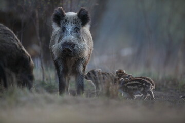 Dzik euroazjatycki, dzik, (Sus scrofa) © Bartosz Rakoczy