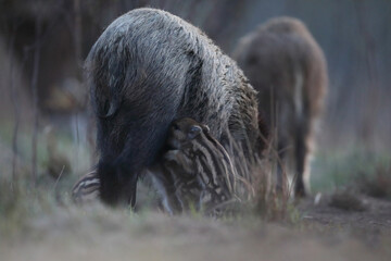 Dzik euroazjatycki, dzik, (Sus scrofa) © Bartosz Rakoczy