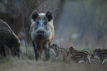 Dzik euroazjatycki, dzik, (Sus scrofa) © Bartosz Rakoczy