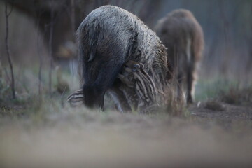 Dzik euroazjatycki, dzik, (Sus scrofa) © Bartosz Rakoczy