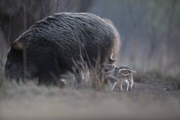 Dzik euroazjatycki, dzik, (Sus scrofa) © Bartosz Rakoczy