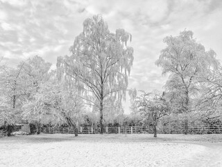 Unusual Hoar Frost on trees in sub zero temperatures at Pickmere, Knustford, Cheshire, UK