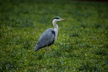 gray heron hunting in a meadow