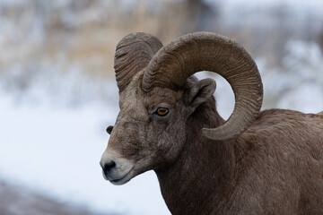 Bighorn Sheep in Salmon Idaho