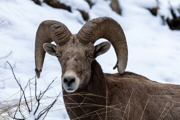 Bighorn Sheep in Salmon Idaho
