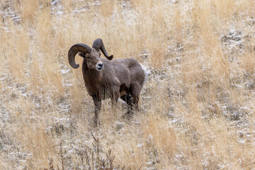 Bighorn Sheep in Salmon Idaho