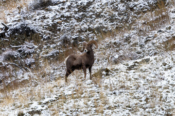 Bighorn Sheep in Salmon Idaho