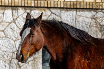 portrait photo of a brown horse